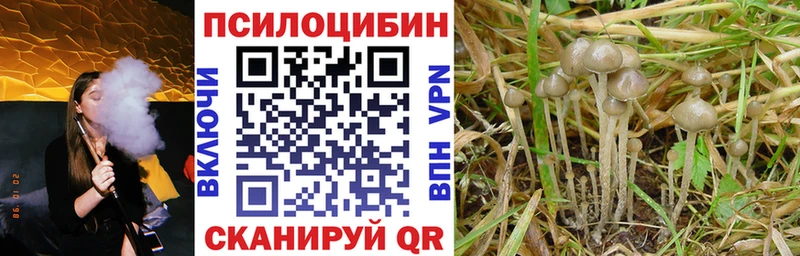 Купить где  Верхний Уфалей  Псилоцибиновые грибы мицелий 